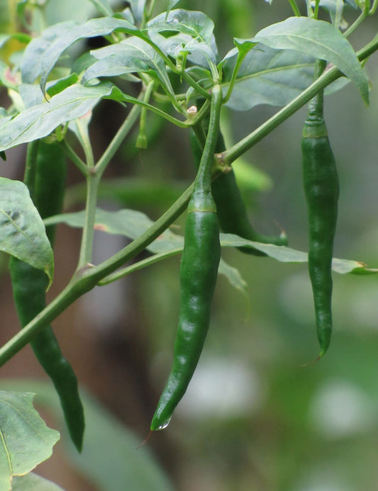 Green Chilies used in EltheCook Readymade Tadka (Tempered SPice blends). Shipping worldwide