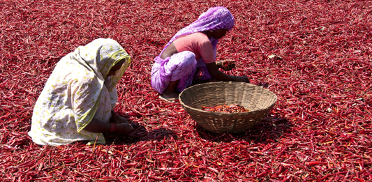 Guntur Red Chillies used in EltheCook Readymade Tadka (Tempered SPice blends). Shipping worldwide