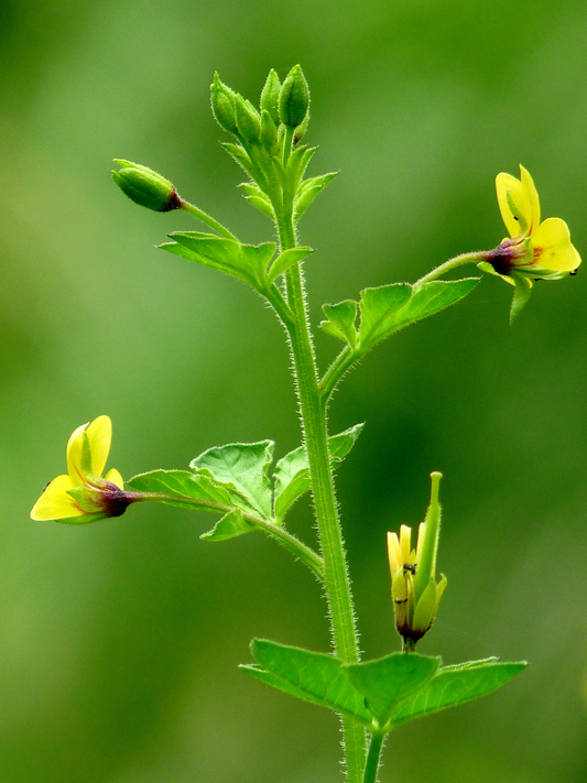 Dog Mustard or Jakhya used in EltheCook Readymade Tadka (Tempered SPice blends). Shipping worldwide